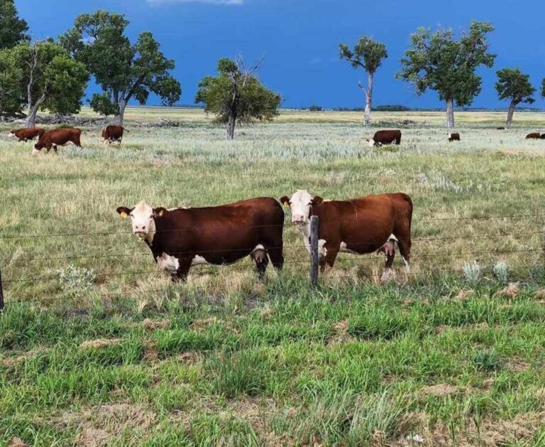 Cow Butchering at Home Countryside